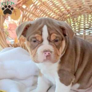 Mandy, EngAm Bulldog Puppy