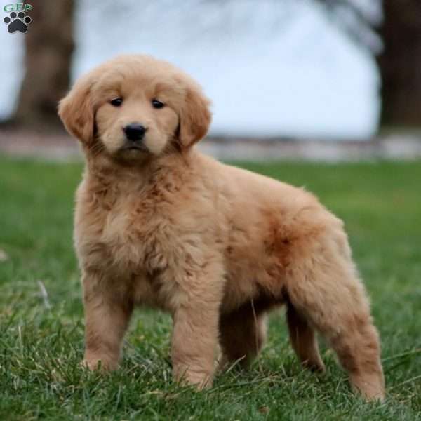 Mandy, Goldendoodle Puppy