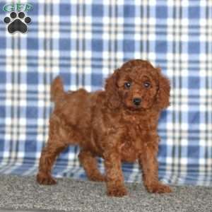 Mandy, Miniature Poodle Puppy