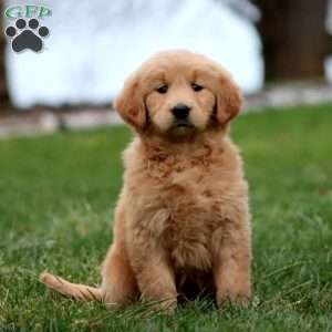 Mandy, Goldendoodle Puppy