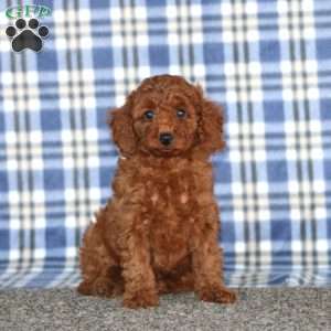 Mandy, Miniature Poodle Puppy
