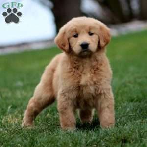 Mandy, Goldendoodle Puppy