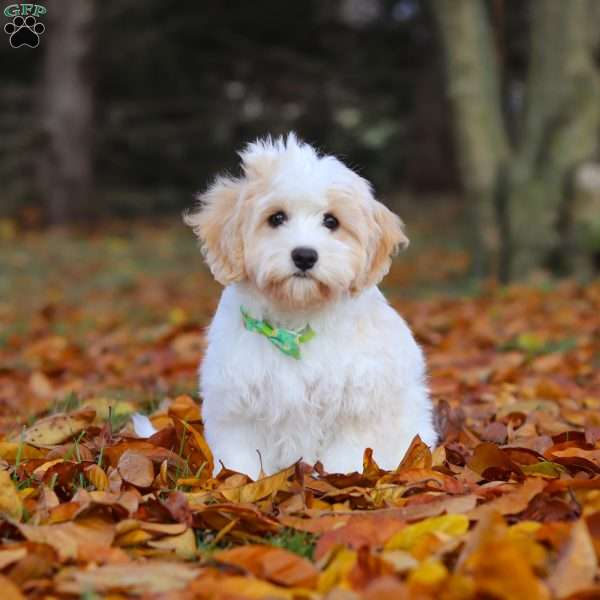 Manny, Cavachon Puppy