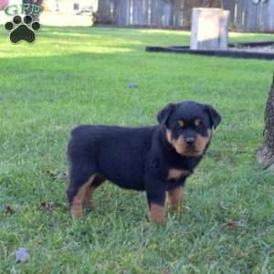 Maple, Rottweiler Puppy
