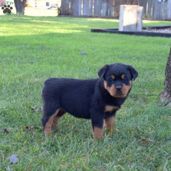 Maple, Rottweiler Puppy