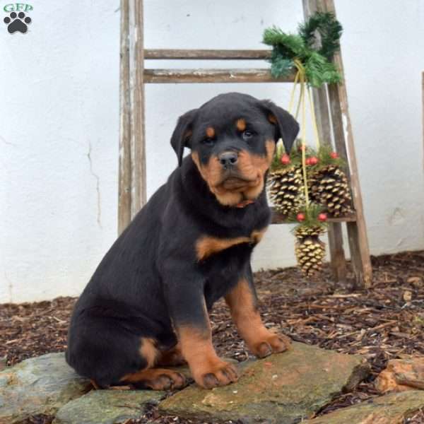 Maple, Rottweiler Puppy