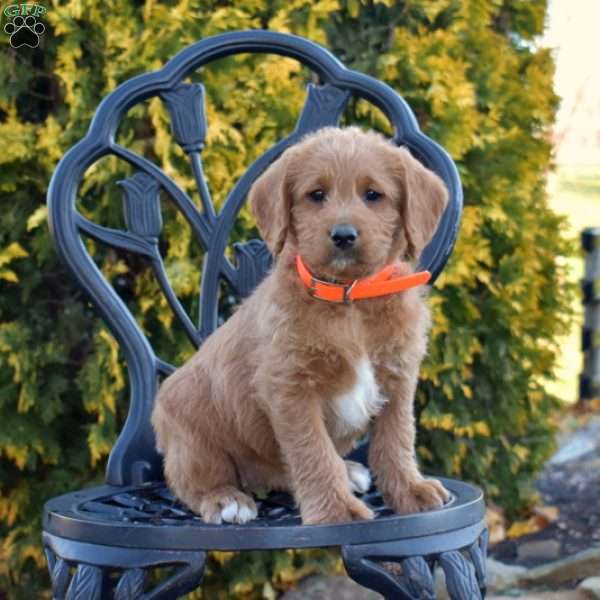 Maple, Labradoodle Puppy