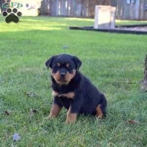 Maple, Rottweiler Puppy