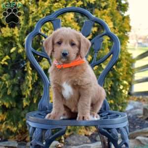 Maple, Labradoodle Puppy
