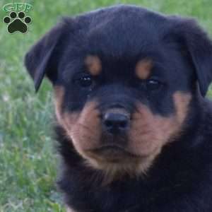 Maple, Rottweiler Puppy