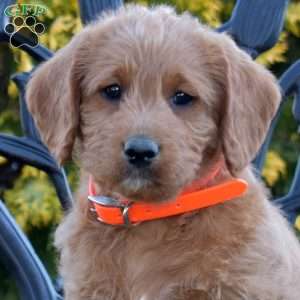 Maple, Labradoodle Puppy