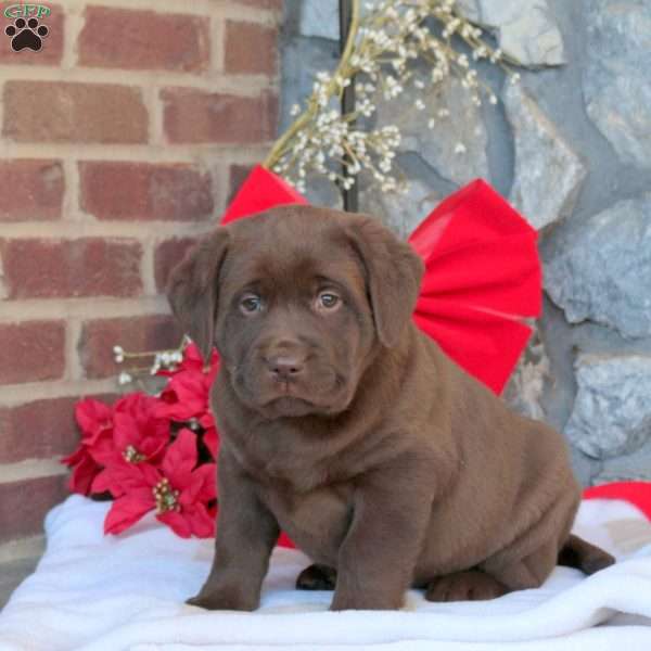 Marble, Chocolate Labrador Retriever Puppy