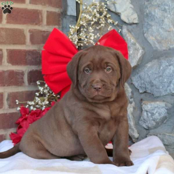 Marcus, Chocolate Labrador Retriever Puppy