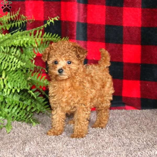 Marcus, Toy Poodle Puppy