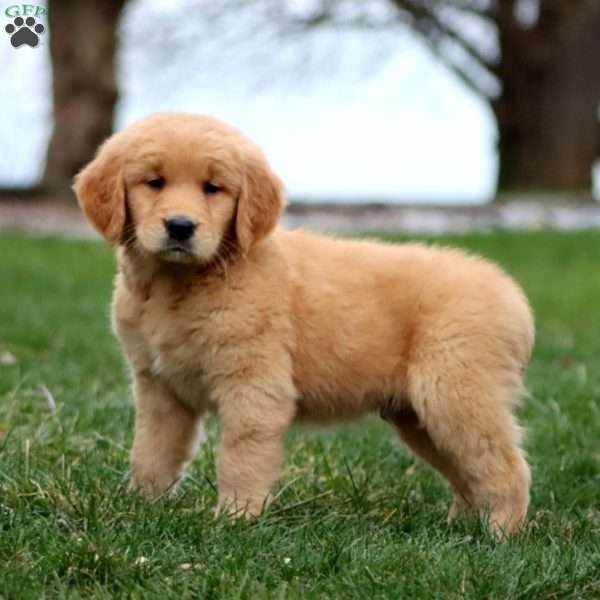 Marcus, Goldendoodle Puppy