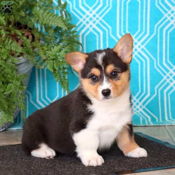 Marcus, Pembroke Welsh Corgi Puppy