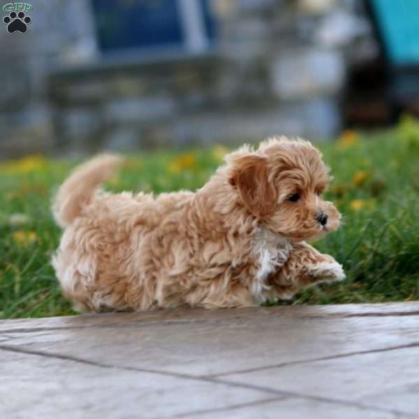 Marcus, Maltipoo Puppy