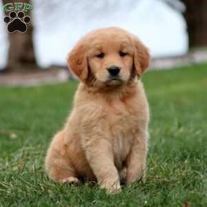 Marcus, Goldendoodle Puppy