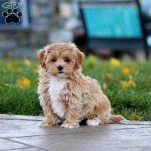 Marcus, Maltipoo Puppy