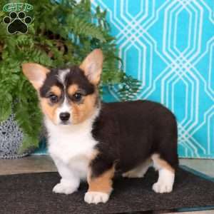 Marcus, Pembroke Welsh Corgi Puppy