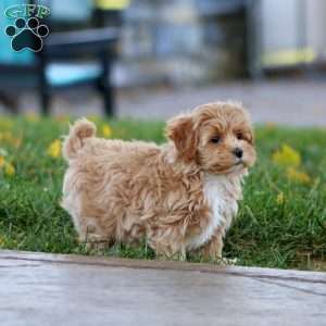 Marcus, Maltipoo Puppy