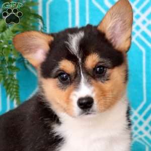 Marcus, Pembroke Welsh Corgi Puppy