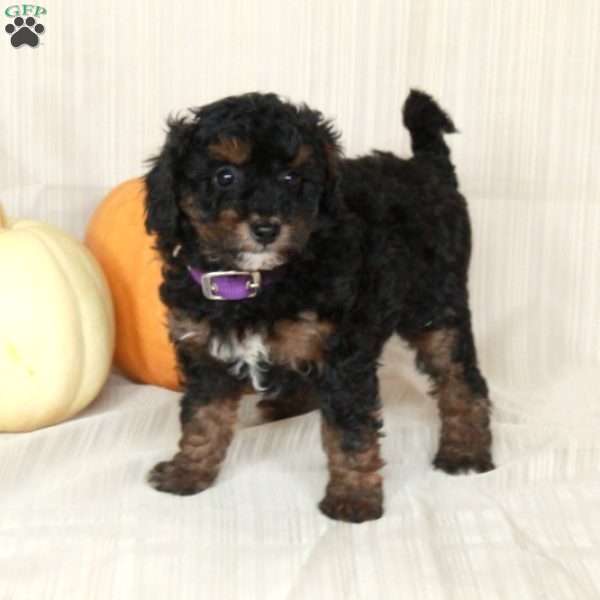 Margie, Mini Bernedoodle Puppy