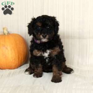 Margie, Mini Bernedoodle Puppy