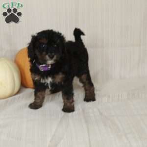 Margie, Mini Bernedoodle Puppy