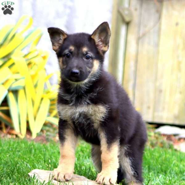 Marissa, German Shepherd Puppy