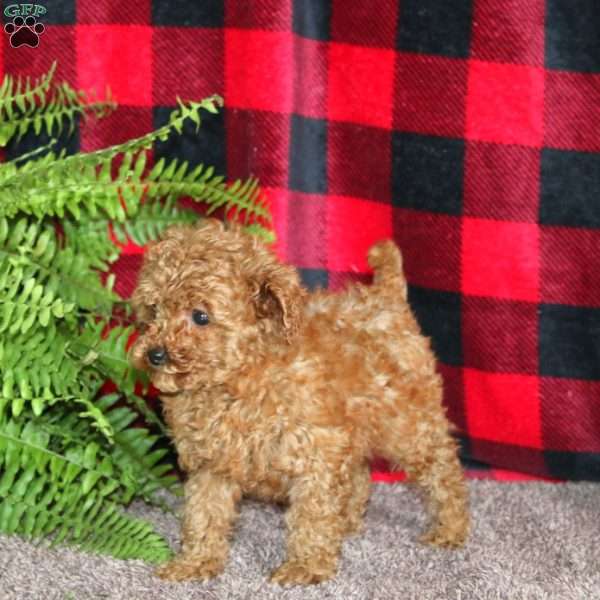 Marissa, Toy Poodle Puppy