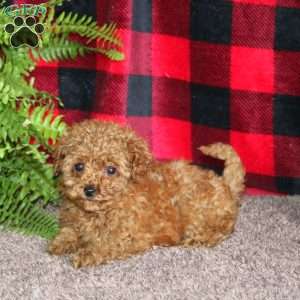 Marissa, Toy Poodle Puppy