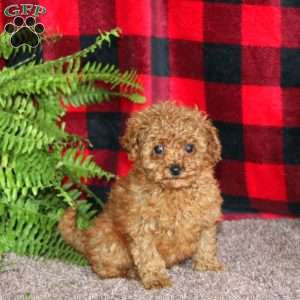 Marissa, Toy Poodle Puppy