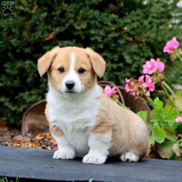 Markie, Pembroke Welsh Corgi Puppy