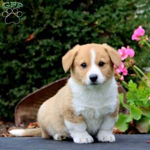 Markie, Pembroke Welsh Corgi Puppy