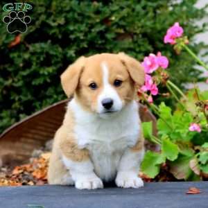 Markie, Pembroke Welsh Corgi Puppy