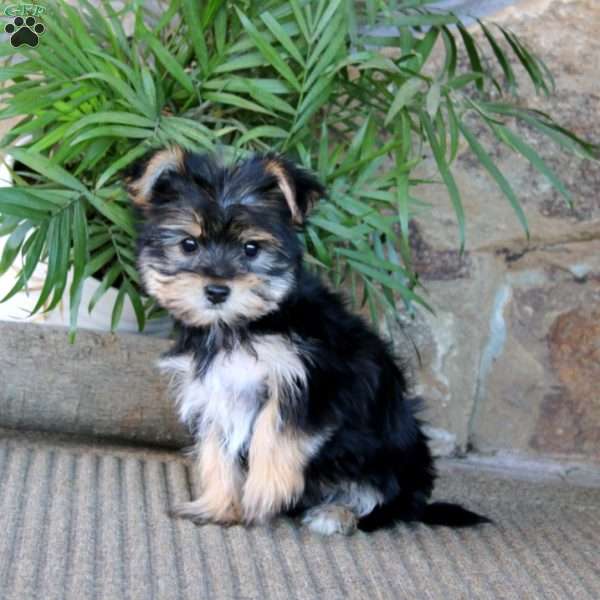 Marlee, Yorkie Puppy