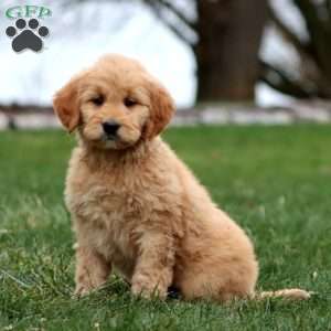 Marlee, Goldendoodle Puppy
