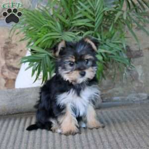 Marlee, Yorkie Puppy