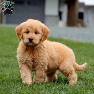 Marlee, Goldendoodle Puppy