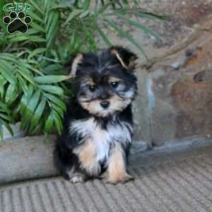 Marlee, Yorkie Puppy