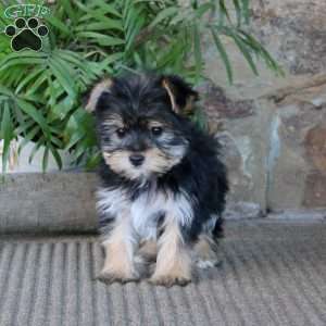 Marlee, Yorkie Puppy