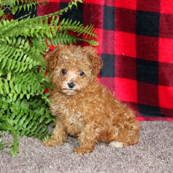 Marlena, Toy Poodle Puppy