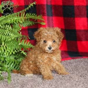Marlena, Toy Poodle Puppy
