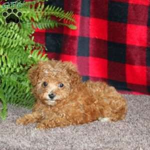 Marlena, Toy Poodle Puppy