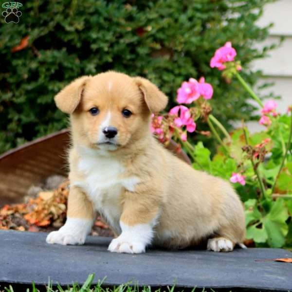 Marlin, Pembroke Welsh Corgi Puppy