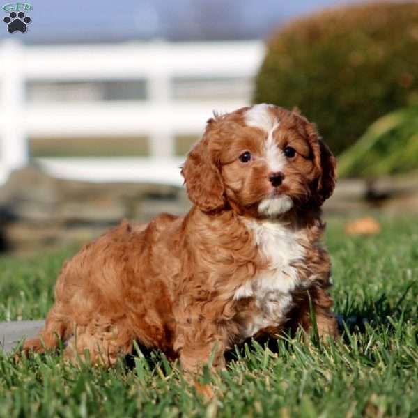 Marlin, Cavapoo Puppy
