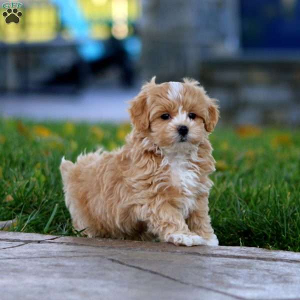 Marlin, Maltipoo Puppy
