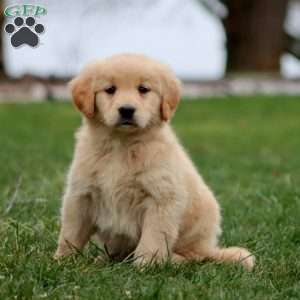 Marlin, Goldendoodle Puppy