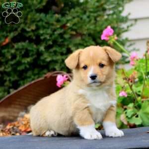 Marlin, Pembroke Welsh Corgi Puppy